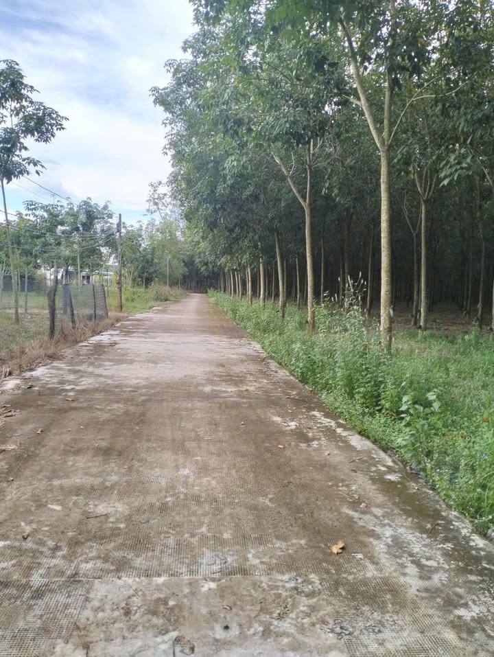 Đất Farm Minh Hưng Chơn Thành 15000m² giá 6 tỷ - Đầu tư sinh lời lý tưởng!