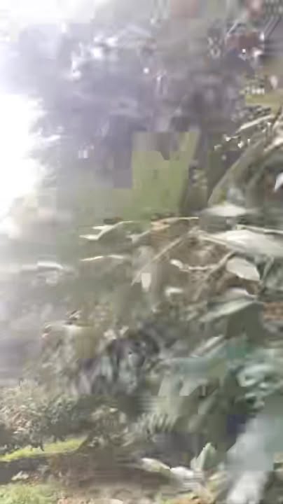 Đất thương mại dịch vụ tại Ea Ngai 60.000m² giá 20 tỷ - Cơ hội đầu tư hấp dẫn!