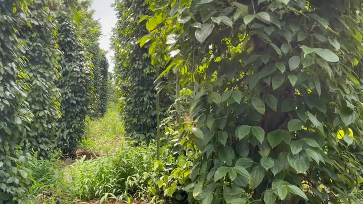 Đất thổ cư Đắk Sắk Lâm Đồng 8 sào giá 2.1 tỷ - Đường bê tông vào tận nơi!