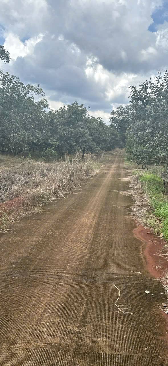 Vườn điều 5,7 ha ấp Cây Cầy, xã Tân Hưng, Đồng Phú - Giá chỉ 5,7 tỷ VND