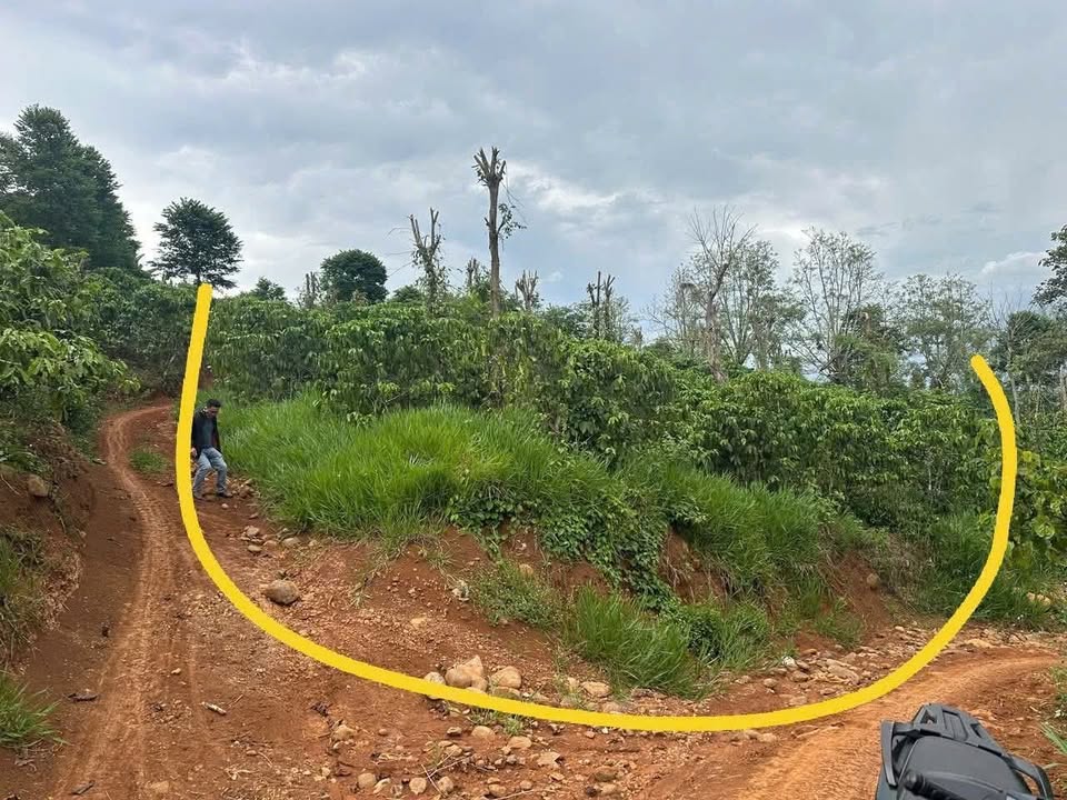 Đất nông nghiệp Tân Thượng Di Linh 1000m² chỉ 350 triệu - Sổ đỏ chính chủ!