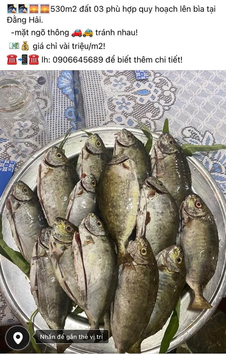 Đất 03 Đằng Hải 530m² giá chỉ vài triệu/m² - Cơ hội đầu tư tuyệt vời!