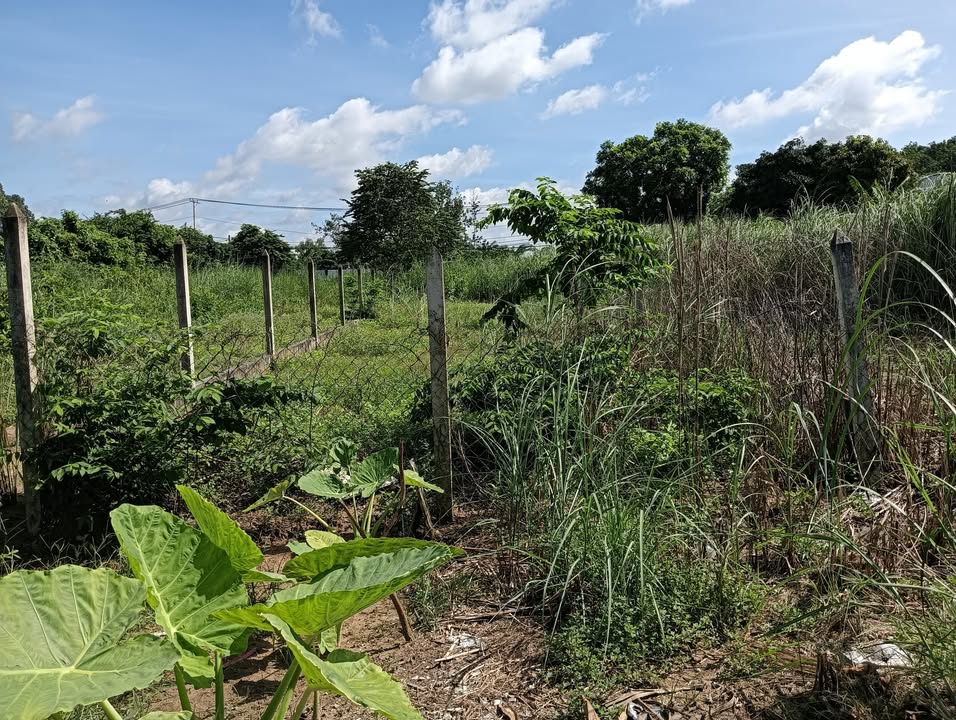 Đất thổ cư xã Phước Vĩnh An 125m² giá chỉ 2,5 tỷ - Sổ hồng chính chủ!