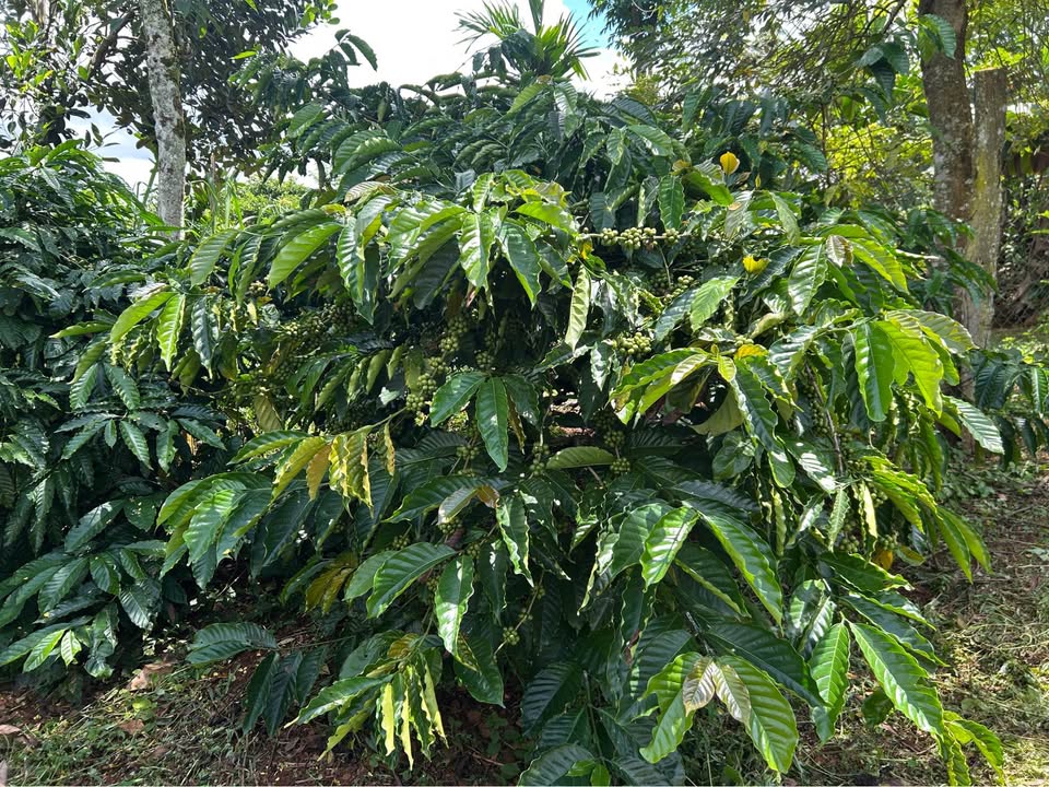 Đất nền Trường Xuân 3.800m² giá 1.5 tỷ - Cơ hội đầu tư không thể bỏ lỡ!