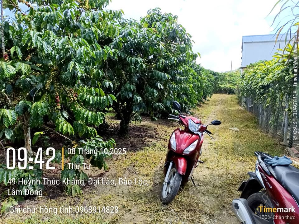 Farm 9000m² tại Lộc Châu, Bảo Lộc - Bán gấp chỉ 1.125 tỷ!