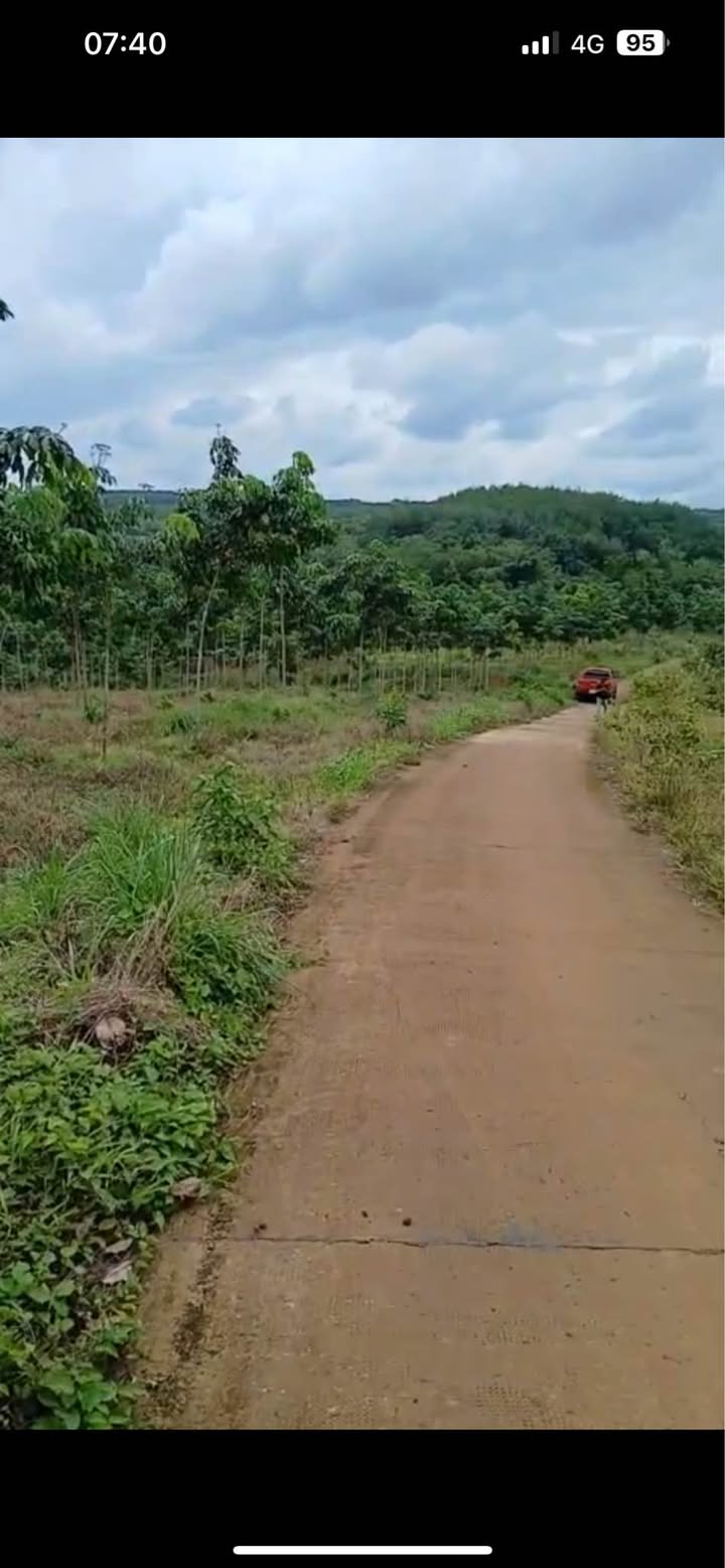 Đất Farm 1,2ha tại Đồng Tâm, Đồng Phú chỉ 1,2 tỷ - Sổ hồng chính chủ!