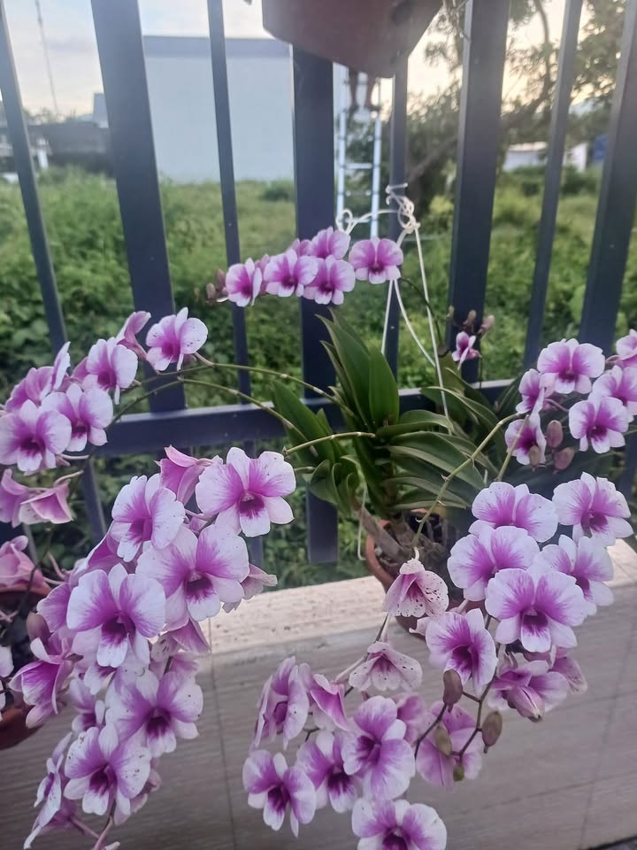 Nhà 1 Trệt 1 Lầu tại TDC Cây Quéo, Long Điền, Bà Rịa - Vũng Tàu 90m² giá 2.75 tỷ - Dân cư ổn định, sẵn sàng ở ngay!