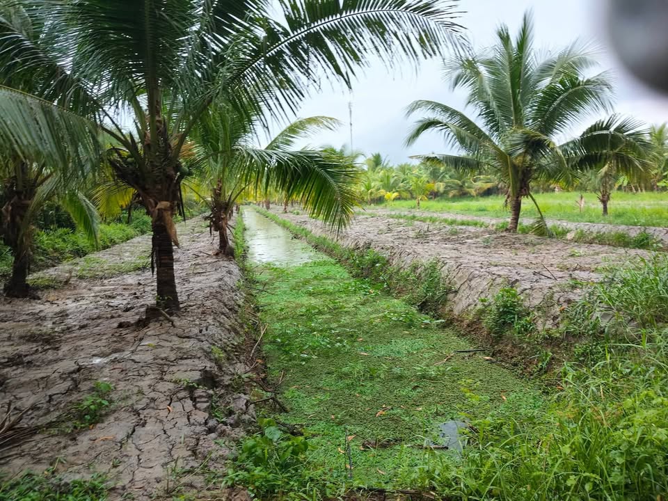 Đất vườn Mỹ Hòa Ba Tri 4,9 công giá 1.078 tỷ - Đã lên líp trồng dừa