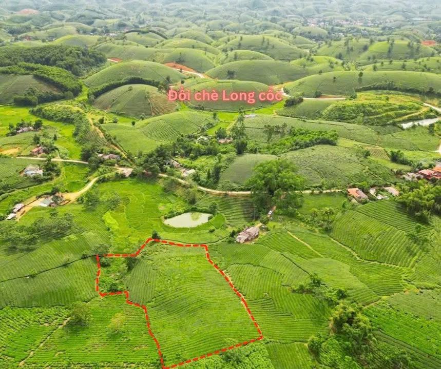 Đất Farm Văn Miếu Thanh Sơn 6000m² giá thỏa thuận - View đồi chè tuyệt đẹp!