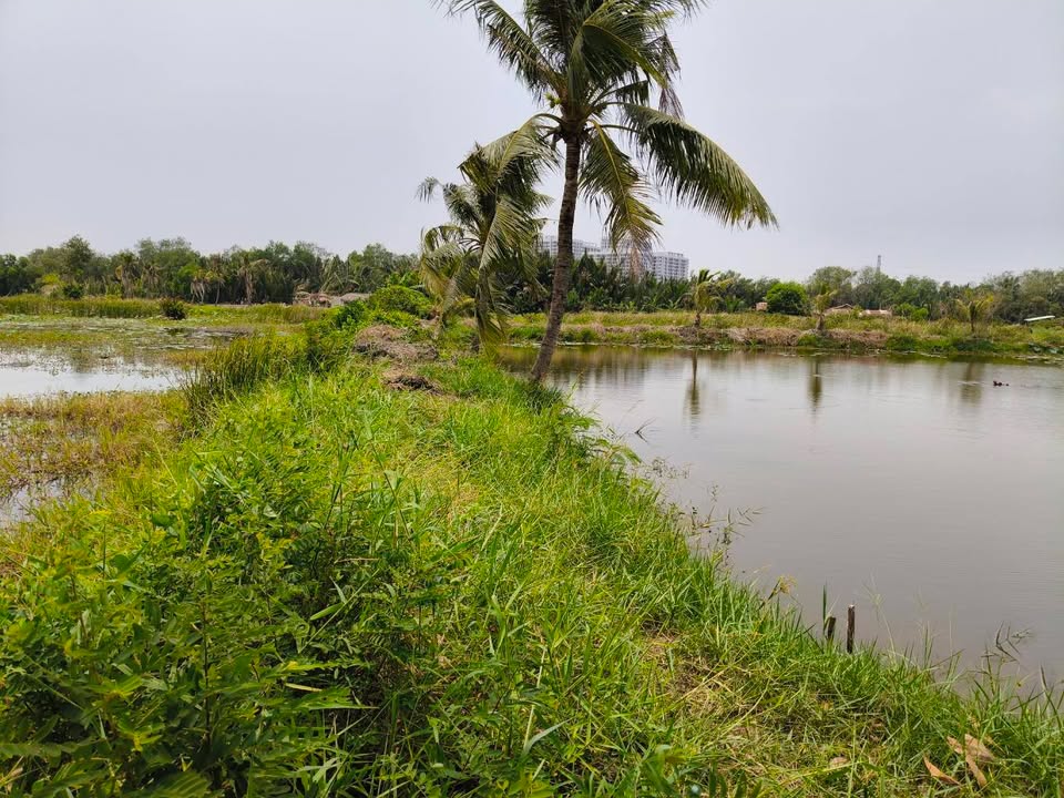 Đất lúa 5300m² tại Tam Đa, Long Trường, Q9 - Giá 21.5 tỷ thương lượng