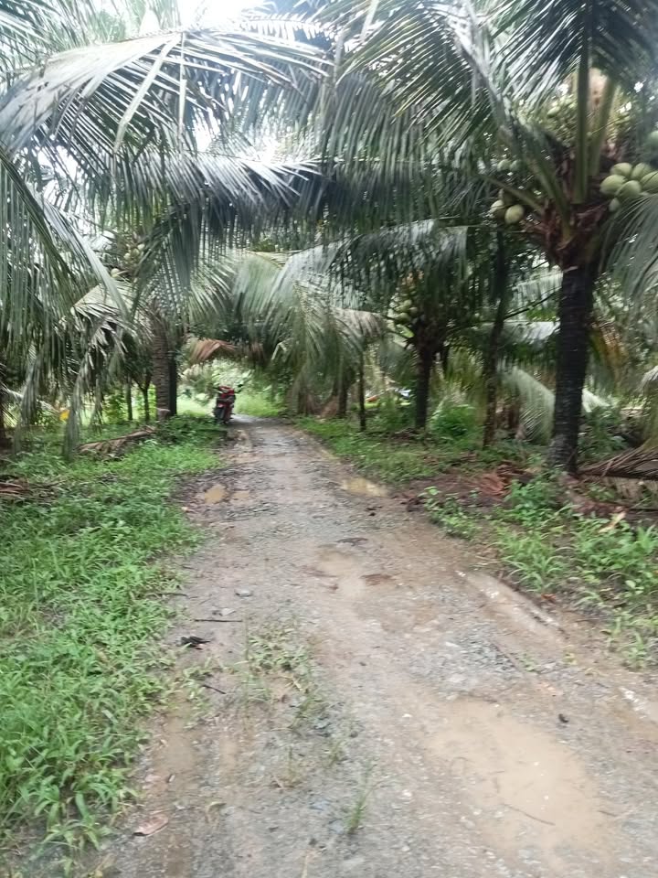 Đất vườn dừa 3500m² tại Bình Thành, Giồng Trôm - Giá chỉ 370 triệu!