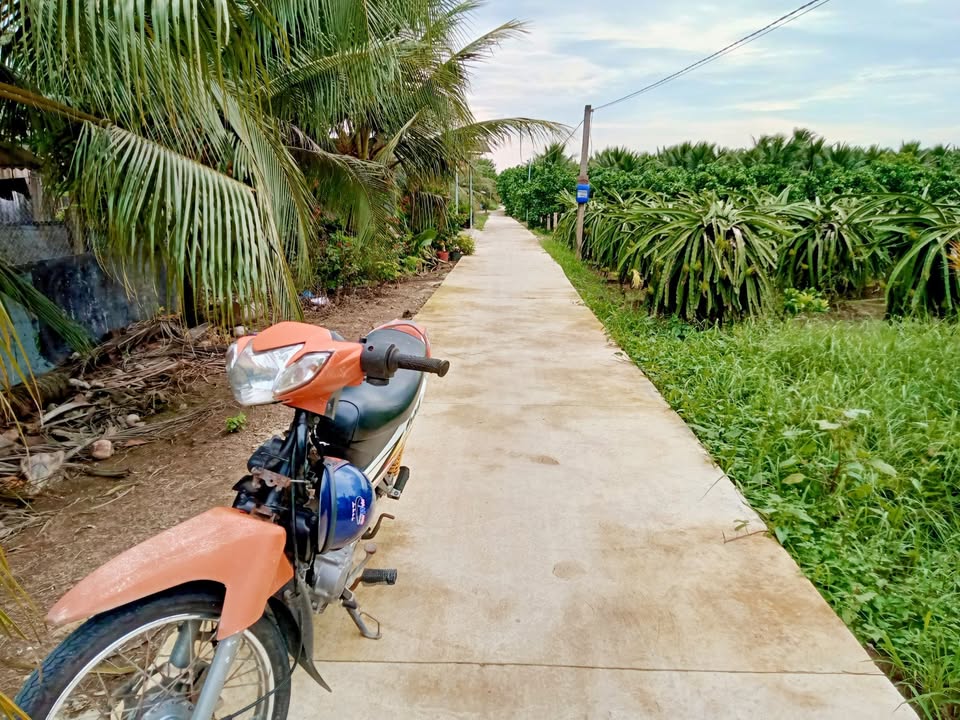 Đất nông nghiệp 2000m² xã Long Bình Điền, Chợ Gạo - Đang cho thu hoạch dừa xiêm!