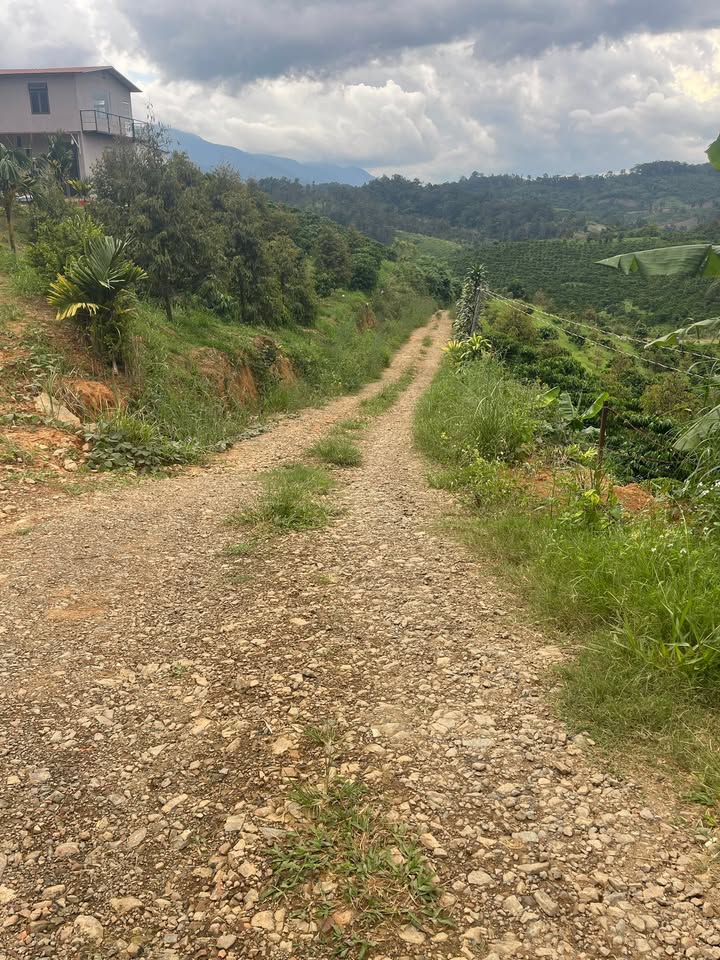 Farm 15000m² tại xã Tân Thanh, Di Linh - Giá 2.6 tỷ, thương lượng nhẹ!