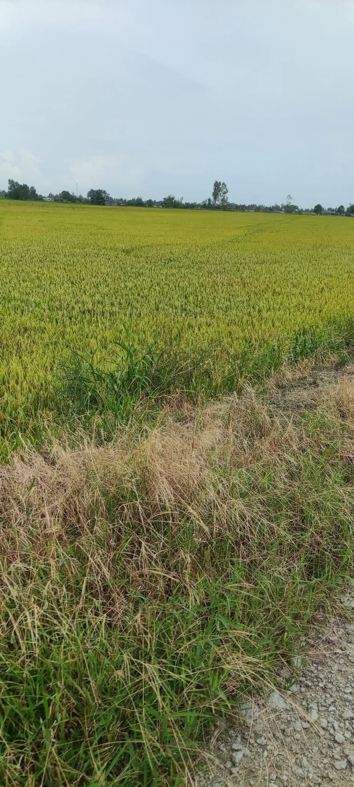 Đất lúa 44.000m² xã Vĩnh Khánh, Thoại Sơn - Giá chỉ 5.72 tỷ!