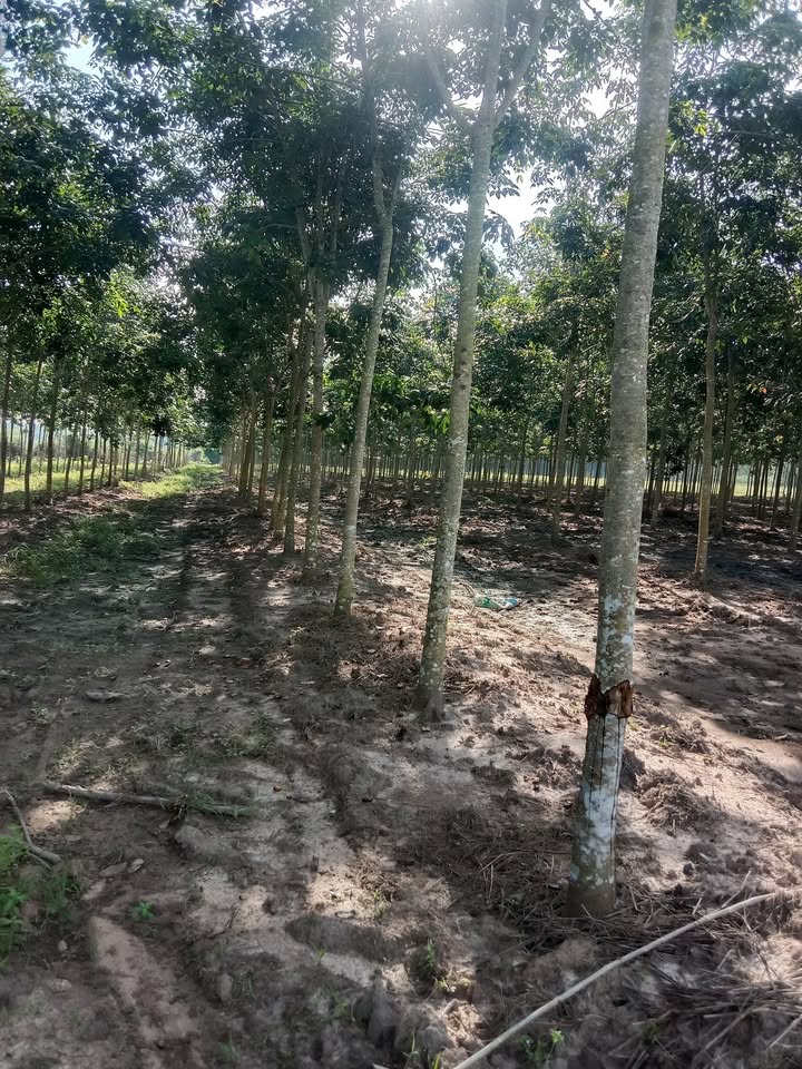 Farm Tại Thạnh Bắc Tân Biên 20.000m² Giá 900 triệu - Mảnh Đất Mà Bạn Không Thể Bỏ Qua!