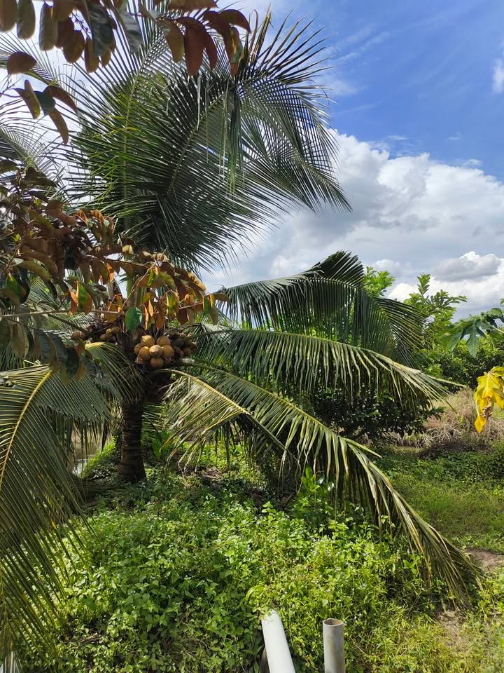 Đất vườn 10.000m² xã Phước Lập - Giá 1.225 tỷ - Đầu tư nghỉ dưỡng lý tưởng!