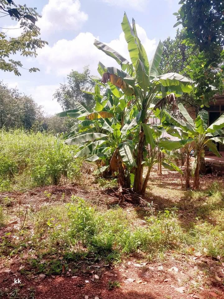 Đất nền giá tốt tại Đồng Xoài 255m² - Chỉ 870 triệu, sổ đỏ chính chủ!