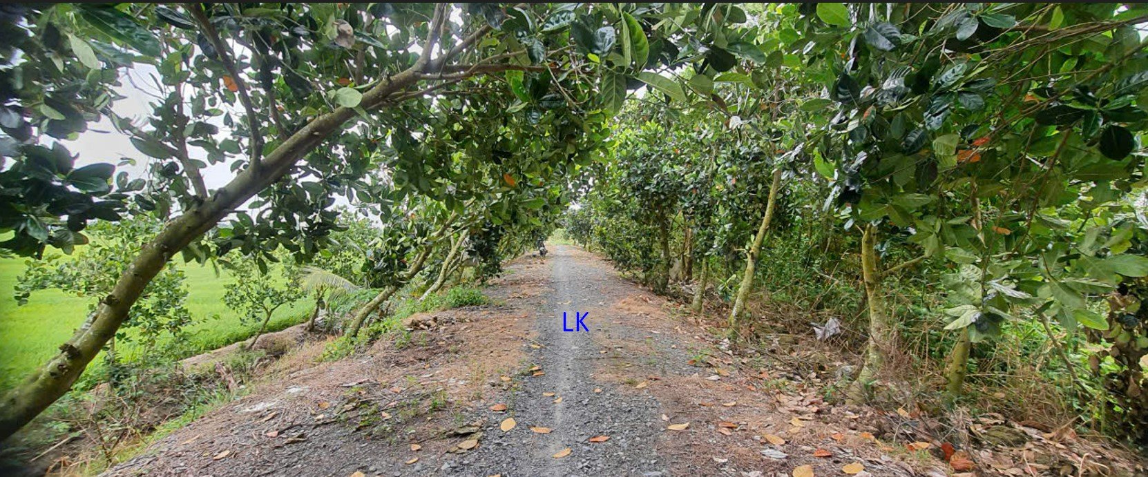 Đất lúa 4600m² tại xã Tân Hội Trung, 1.05 tỷ - Đầu tư nông nghiệp lý tưởng!