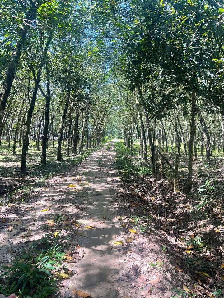 Đất ấp 6, xã Bầu Đồn, huyện Gò Dầu, 1000m² giá 1.1 tỷ - Tiềm năng đầu tư cao!