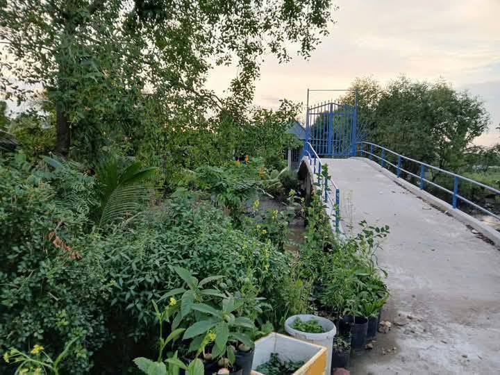 Đất thổ cư và cây lâu năm tại phường Thuận Hưng, Cần Thơ 3900m² - Giá 4 tỷ thương lượng!