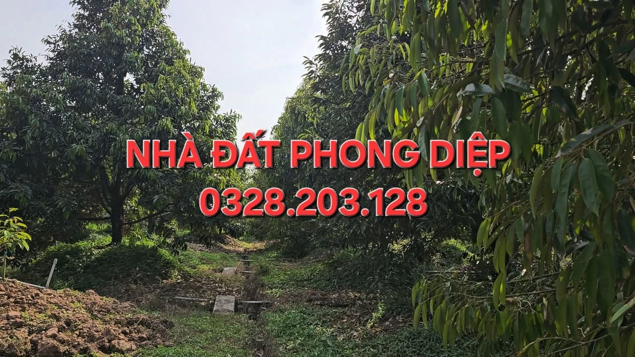 Đất nền Hòa Nghĩa, Chợ Lách 7000m² giá 11.5 tỷ - Mặt tiền rộng, sẵn sàng ở ngay!
