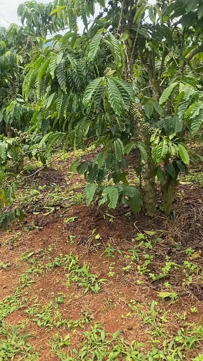 Đất nền Tân Văn Lâm Hà 640m² giá 3.5 tỷ - Đầu tư sinh lời ngay!