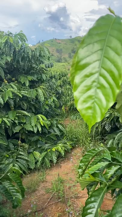 Farm 2,6ha tại Hơ Moong, Sa Thầy giá 3,2 tỷ - Đầu tư sinh lời ngay!