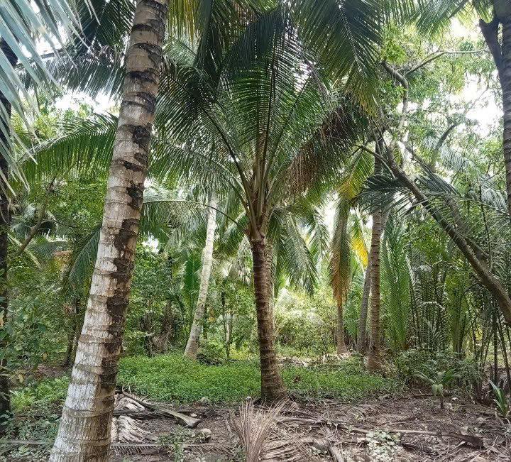 Đất Farm Tân Thành Bình 4600m² giá 1.84 tỷ - Gần sông lớn, không mồ mã!