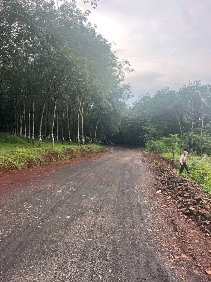 Đất nền Lộc Ninh 1000m² giá chỉ 3xx triệu - Sổ đỏ sang tên ngay!