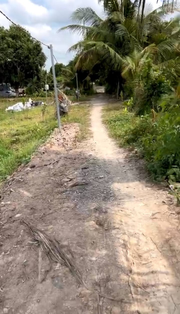 Đất trồng cây lâu năm 1000m² Hậu Mỹ Bắc A - Giá chỉ 350 triệu