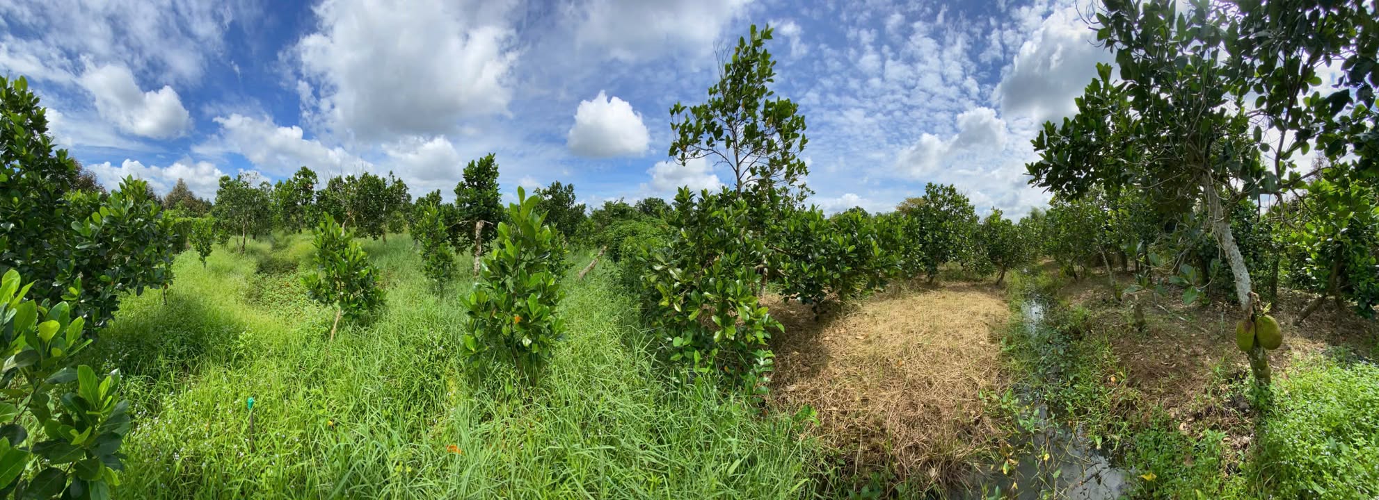 Đất nông nghiệp 6.5 công tại Mỹ Tân, Cái Bè, Tiền Giang - Đang cho thu hoạch