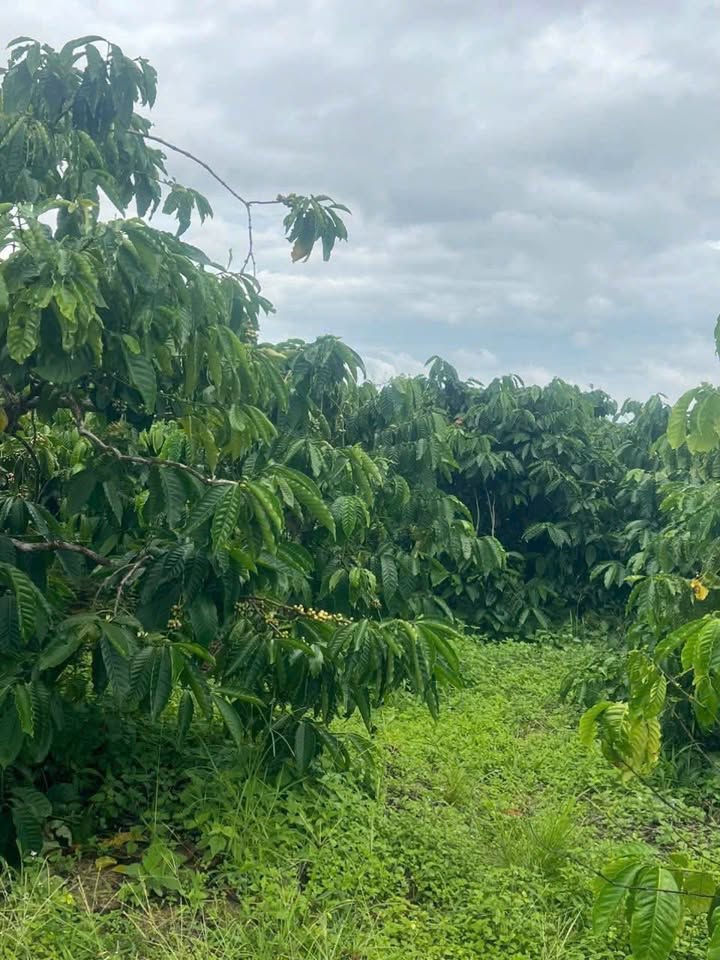 Farm 1,3 Héc tại Thôn 3, Ea Khal, Đăk Lăk - Giá chỉ 9.216 tỷ, đất full cà phê!
