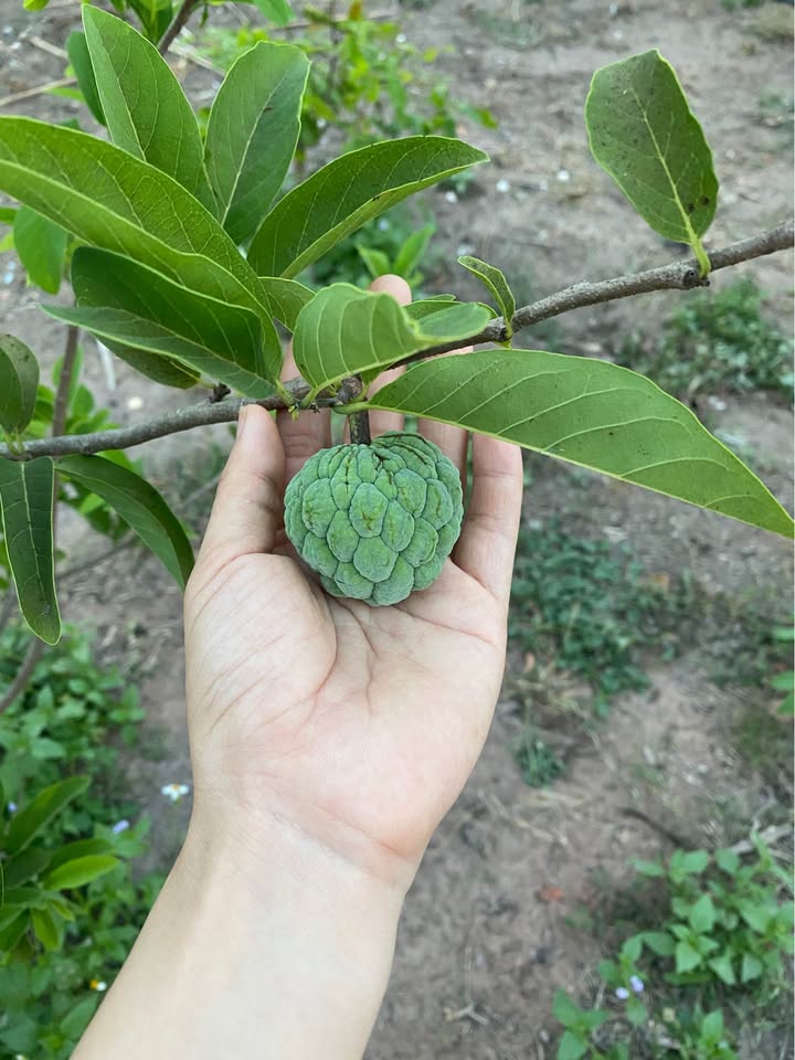 Đất nền 2 sào tại Hàm Chính, Hàm Thuận Bắc - Giá thỏa thuận hấp dẫn!