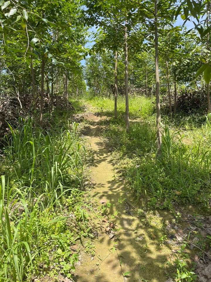 Đất nông nghiệp 3ha tại Phú Nghĩa, Bù Gia Mập - Giá chỉ 3 tỷ!