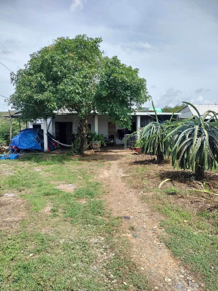 Farm vườn thanh long Tân Nghĩa 1,1ha giá 2,5 tỷ - Đầu tư sinh lời ngay!