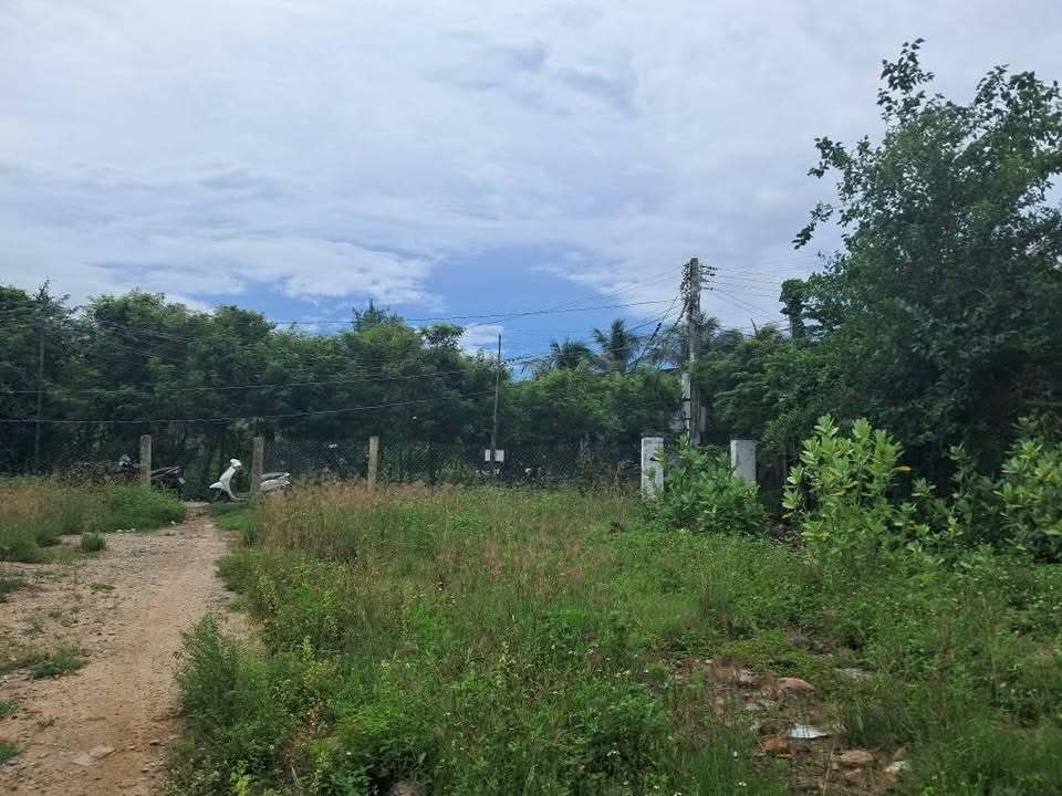 Đất vườn khu phố 10, Phước Dân 905m² giá 1.8 tỷ - Không gian sống lý tưởng!