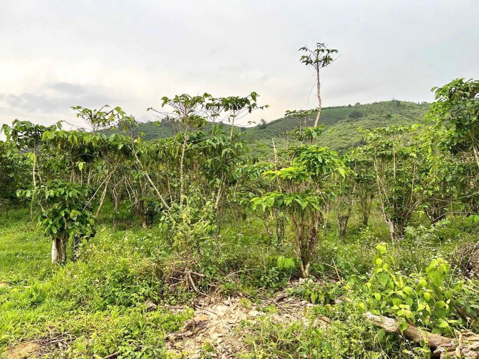 Đất nền Bảo Lộc 5000m² giá 2.7 tỷ - Gần khu dân cư, thuận lợi đầu tư!