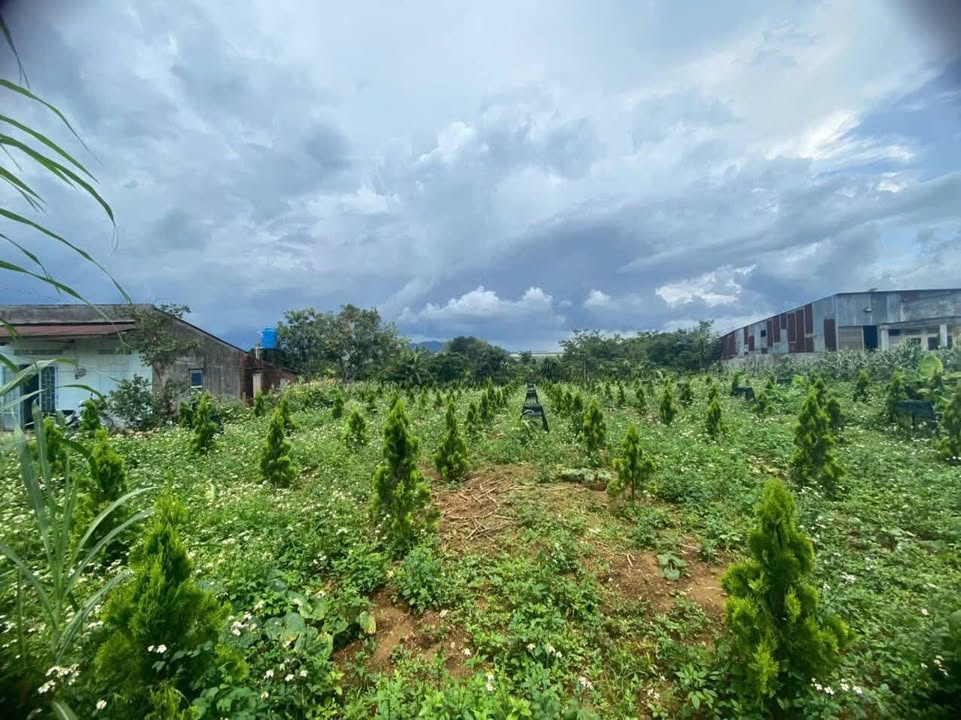 Đất thổ cư Hẽm 726 Trần Phú, Bảo Lộc 1000m² giá 4.3 tỷ - Đầu tư sinh lời lý tưởng!