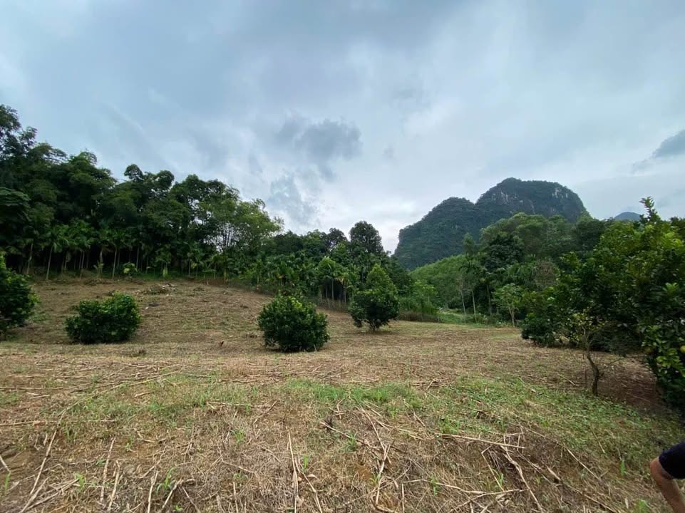 Lô đất vàng Kim Bôi Hòa Bình 4787m² - Chính chủ bán gấp!