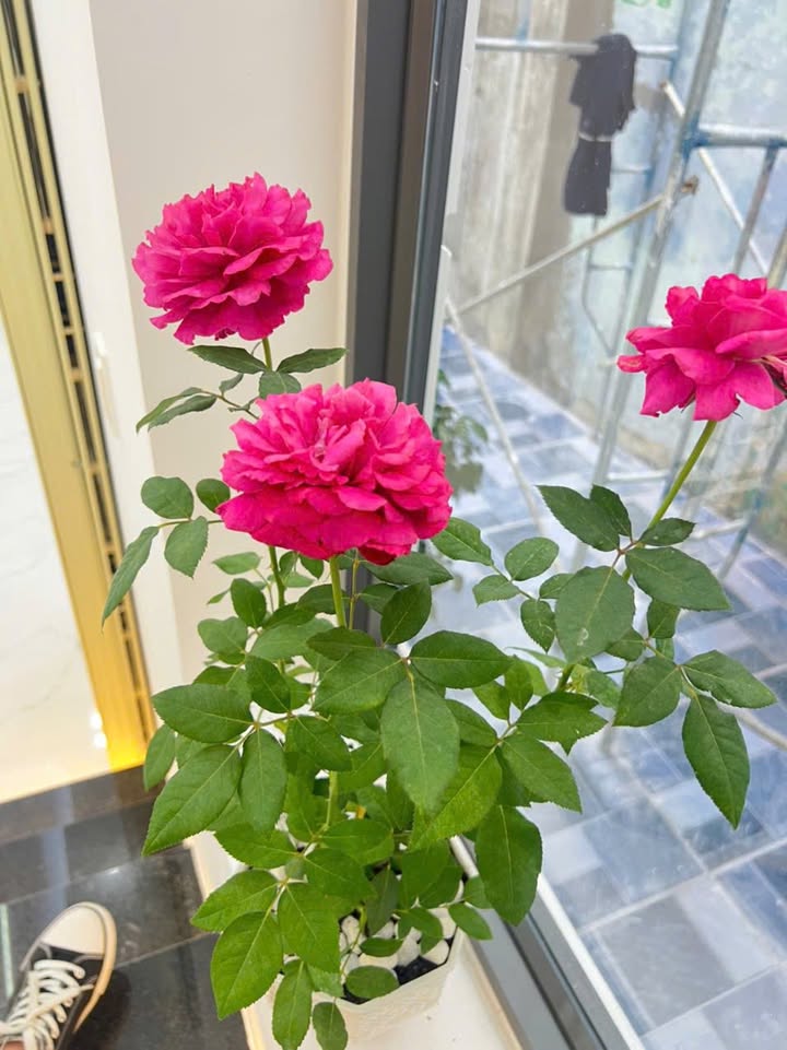 Nhà phố Trần Hưng Đạo, Quy Nhơn 42m² giá 2.65 tỷ - Tiện ích đầy đủ gần chợ và trường học!