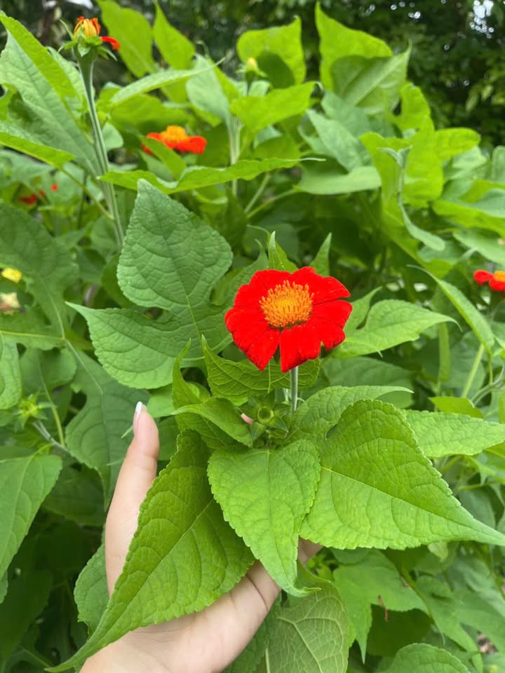 Đất thổ cư 136m² tại Phường Mỹ Phong, Mỹ Tho - Giá chỉ 790 triệu!