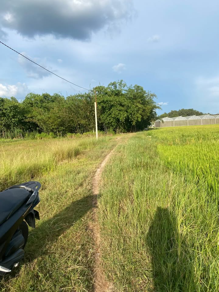 Đất nền Tân Phong, Tân Biên 50.000m² giá 420 triệu - Cơ hội đầu tư hiếm có!