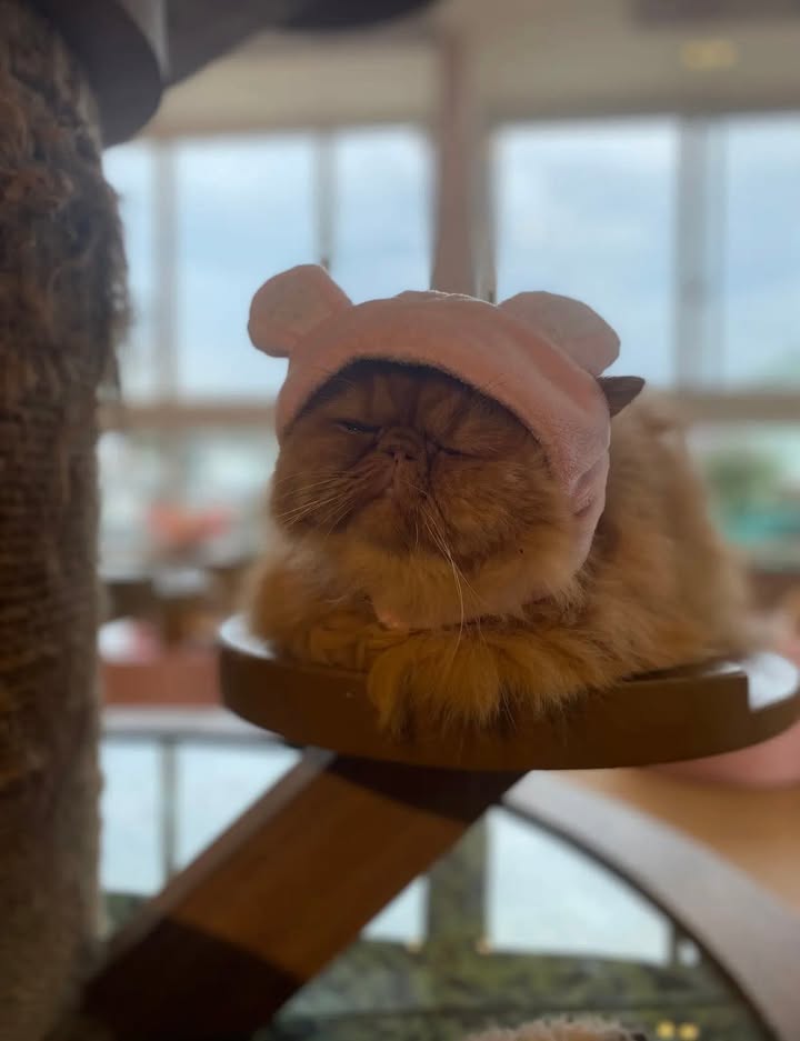 FrontHouse 128m² Phú Nhuận giá 55 tỷ - Đầu tư sinh lời hàng tháng!