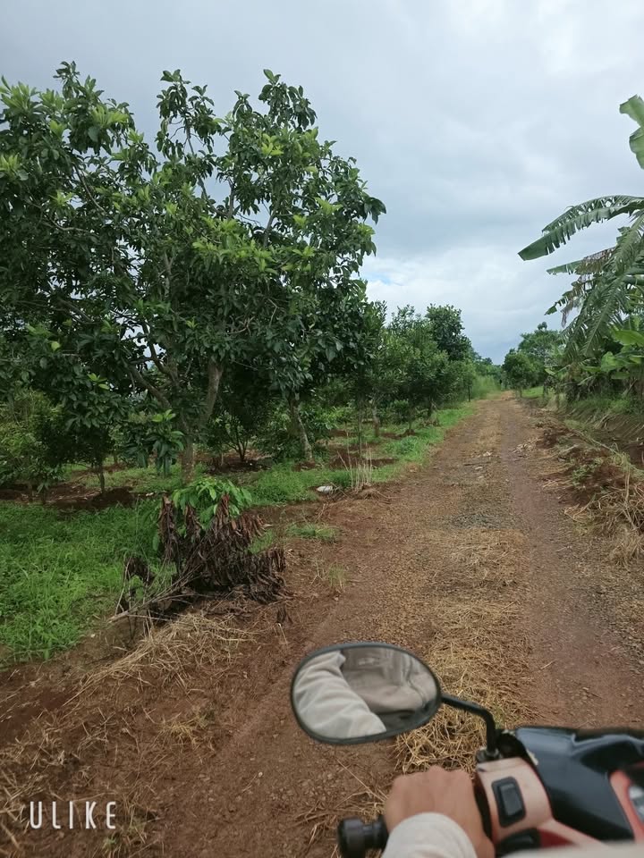 Đất Farm 2ha tại Ea Khal, Đắk Lắk - Giá chỉ 1.1 tỷ - Đầu tư sinh lời