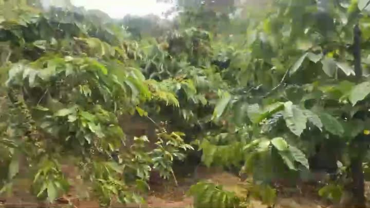 Farm 8000m² thôn 7 Đắk Sin giá 1.6 tỷ - Cần bán gấp trong 10 ngày!