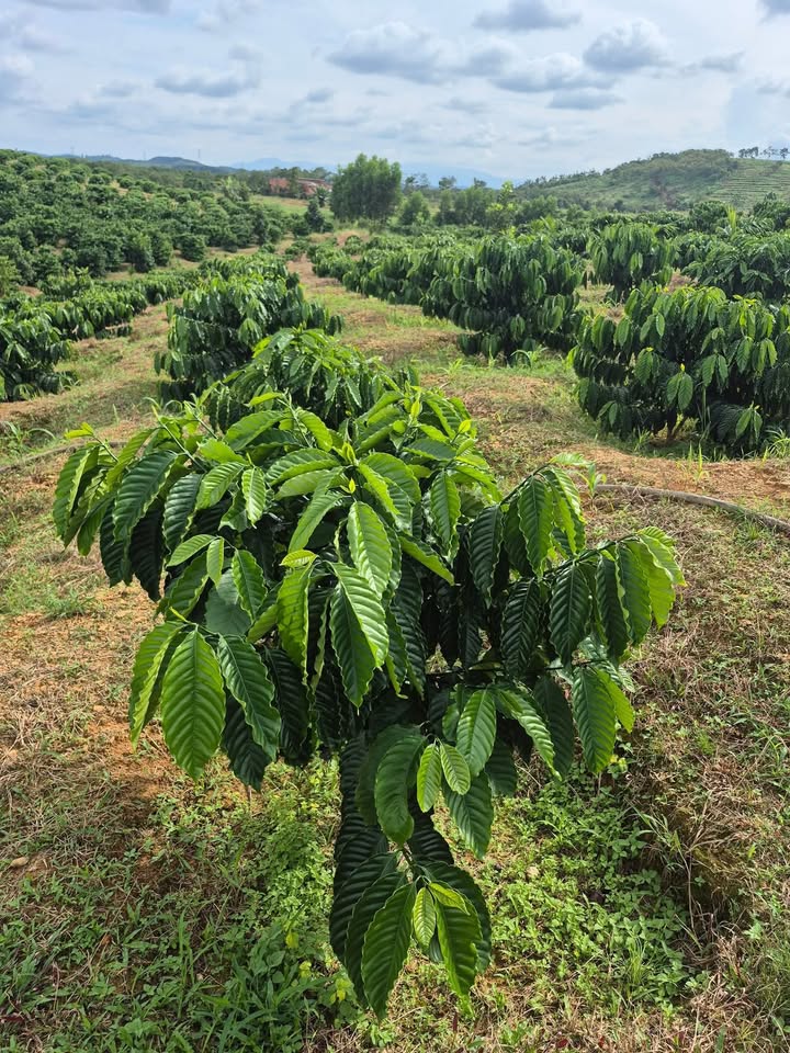 Bán gấp rẫy cà phê tại thôn Bắc Sơn, Đăk Gềnh 1,1ha - Giá chỉ 1,3 tỷ!