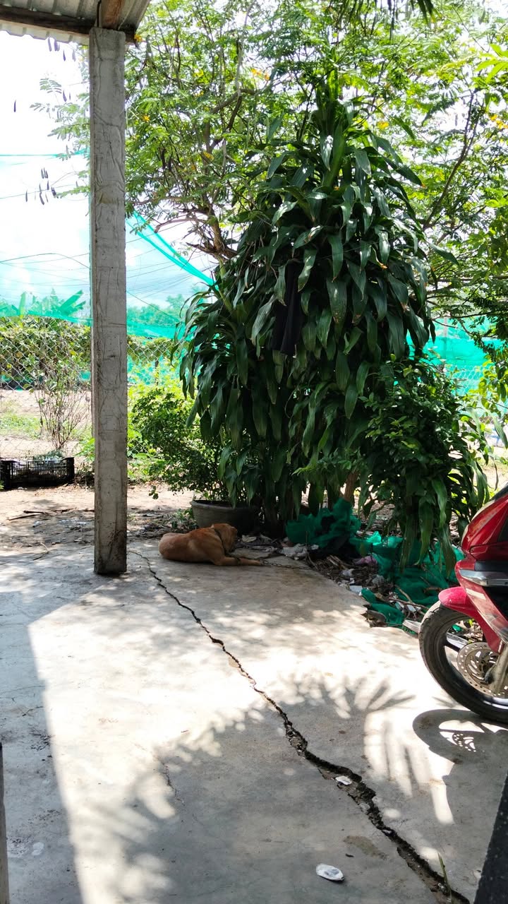 Đất nền Liên Trì 1, Bình Kiến 500m² giá 2 tỷ - Cơ hội đầu tư tuyệt vời!