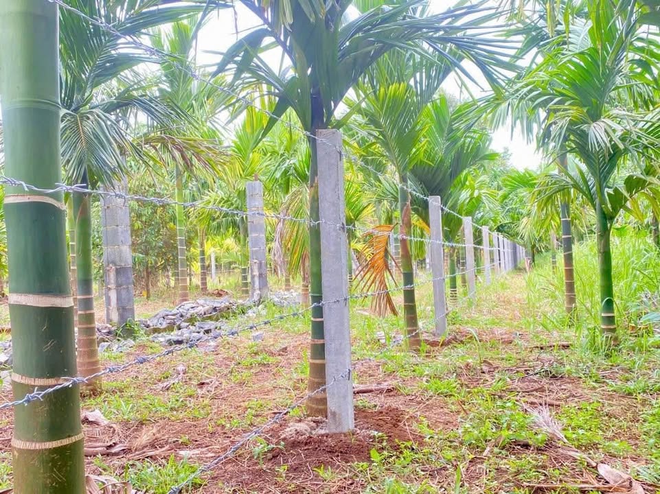 Đất sào Tân Lập Buôn Ma Thuột 1008m² giá 1.5 tỷ - Pháp lý rõ ràng, sẵn sàng giao dịch!