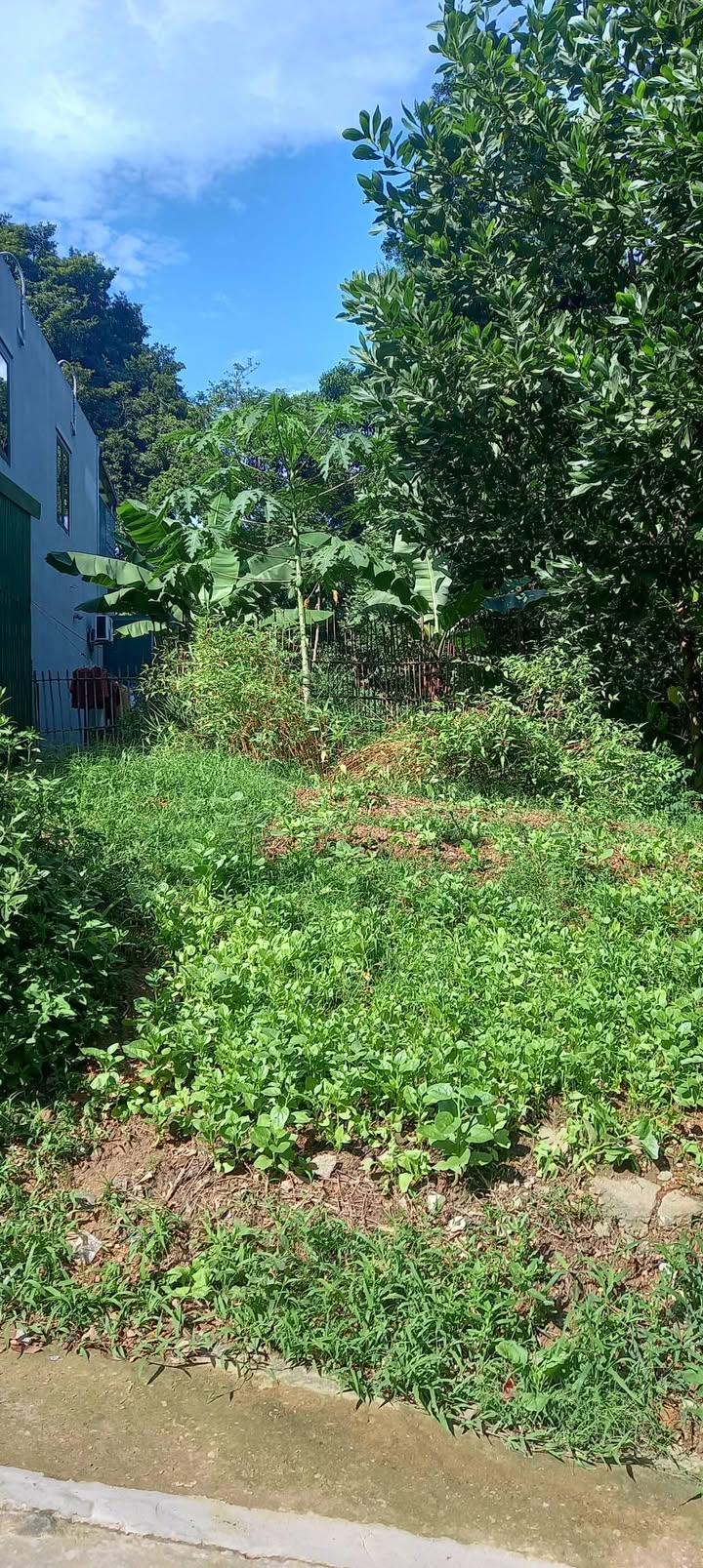 Đất nền tại phường Nông Tiến, Tuyên Quang 155m² - Vị trí đắc địa, không thể bỏ lỡ!