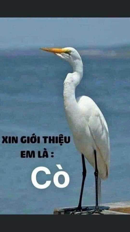 Nhà cho thuê tại Cẩm Phú, Cẩm Phả 300m² - Giá chỉ 1.5 triệu/tháng!